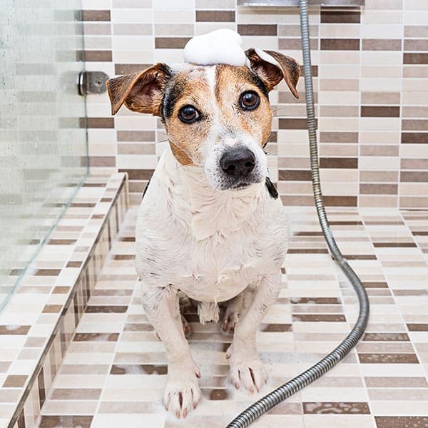 Why we don't shave dogs — and what a healthy coat really needs