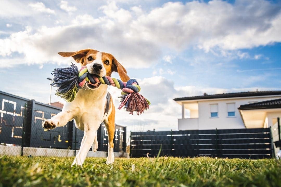 How to prepare your dog for their first boarding stay