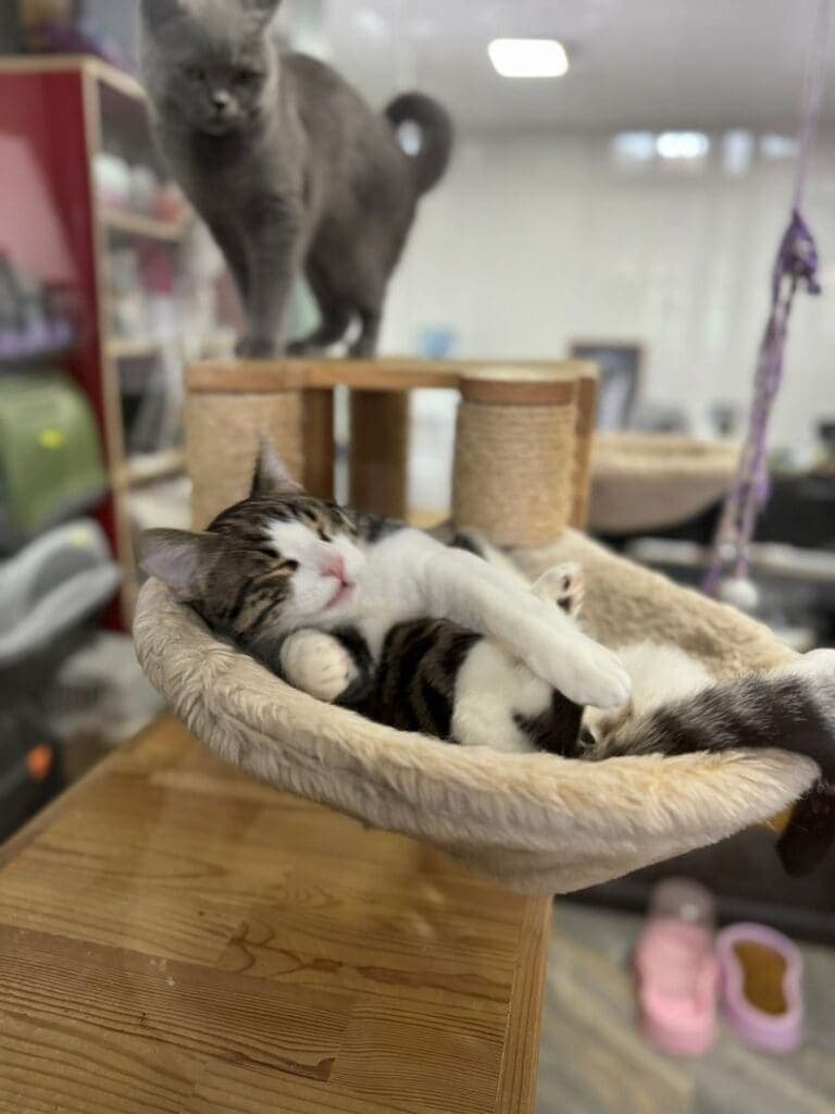 Cat Boarding