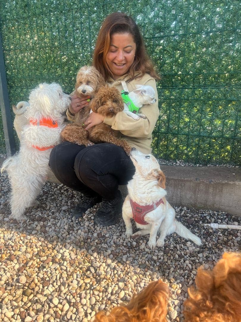 How our door-to-door pet taxi actually works