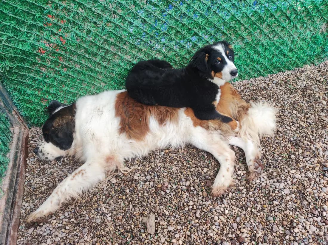 Dog Boarding