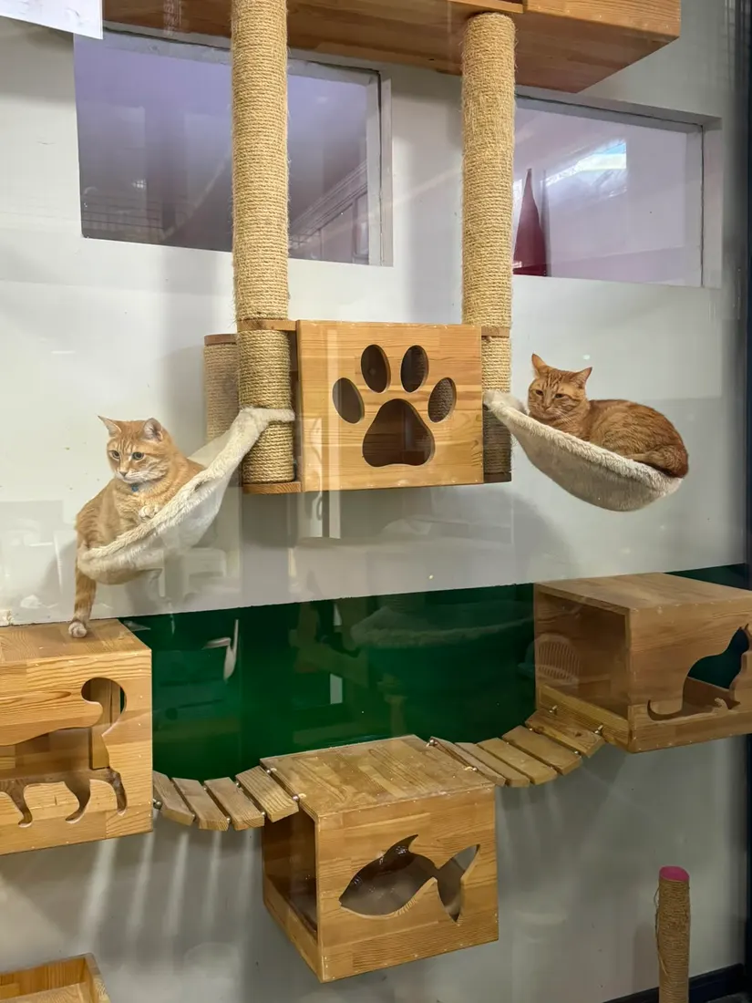 Cat Boarding
